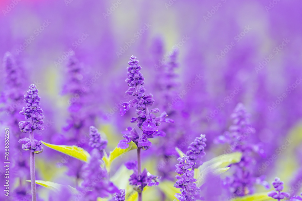 Fototapeta premium Lavendar Flowers and Bee in Australia