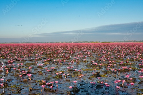 Lotus flower, Nong Han Lake, Udon Thani Thailand, Beautiful Nature Landscape, red Lotus sea in the morning