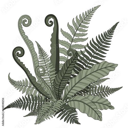 An arrangement of fern fronds in various stages of unfurling and maturity