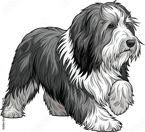 Bearded Collie dog in herding pose cute vector illustration
