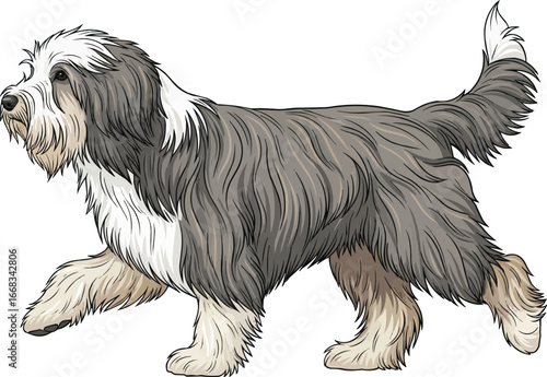 Bearded Collie dog walking trotting gait side view vector illustration
