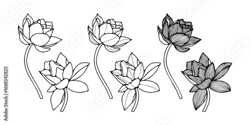 Black and white illustration of lotus flowers. Thin lines vector sketch of lotus flowers or water lily