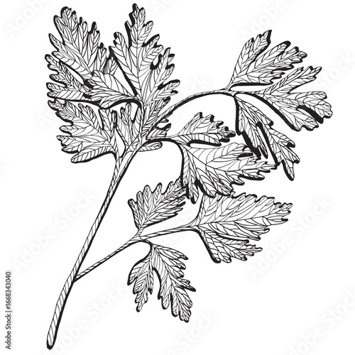 Black and white vector illustration of parsley isolated on white. Parsley, cilantro, coriander. Kitchen herbs monochrome drawing. Outline sketch for food label, menu, packaging vegetables and spices.