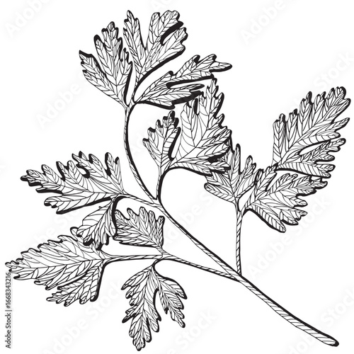 Black and white vector illustration of parsley isolated on white. Parsley, cilantro, coriander. Kitchen herbs monochrome drawing. Outline sketch for food label, menu, packaging vegetables and spices.