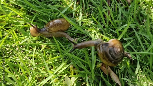 Two garden snails intertwined on vibrant green grass.
