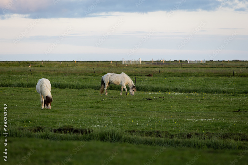 Fototapeta premium Two Icelandic white horses on the grass.