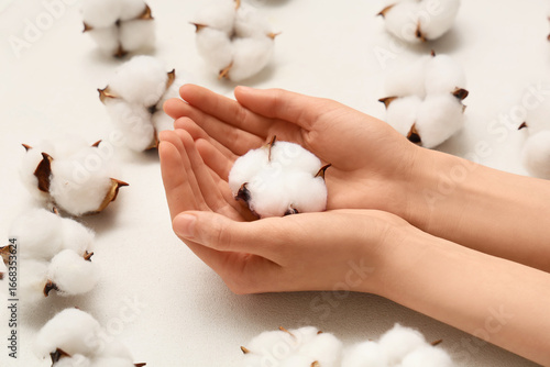 Natural cotton boll in gent...