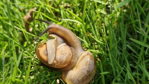Two garden snails intertwined on vibrant green grass.