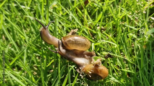 Two garden snails intertwined on vibrant green grass.