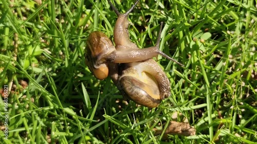 Two garden snails intertwined on vibrant green grass.