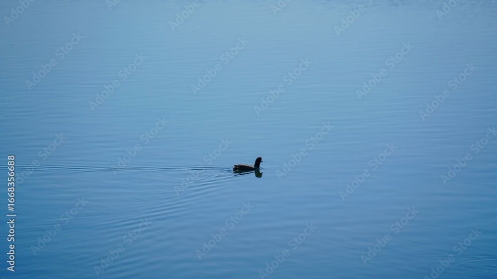 Fototapeta premium Solitary Duck on a Calm Blue Lake