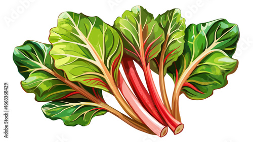  
Very beautiful An isolated fresh rhubarb illustration watercolor vegetable. white background