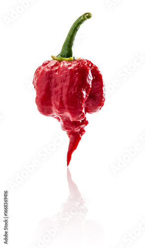 Carolina Reaper pepper. It is one of the world's hottest red chili peppers wrinkled skin and pointed tail. Red pepper close up photo is completely in focus after stacking the images