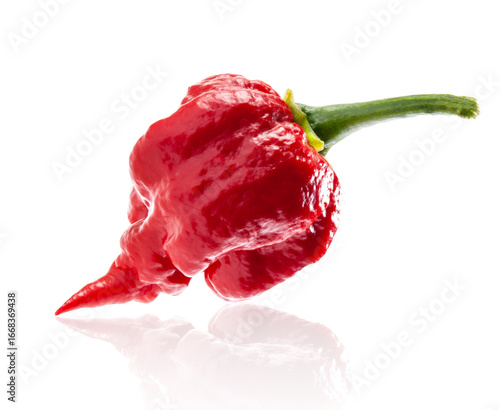 Carolina Reaper pepper. It is one of the world's hottest red chili peppers wrinkled skin and pointed tail. Red pepper close up photo is completely in focus after stacking the images