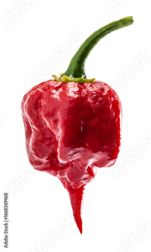 Carolina Reaper pepper. It is one of the world's hottest red chili peppers wrinkled skin and pointed tail. Red pepper close up photo is completely in focus after stacking the images