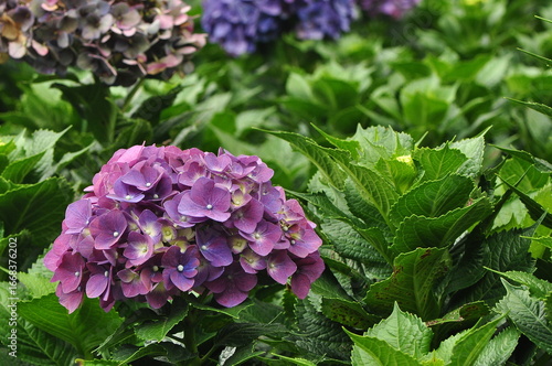 A vibrant garden scene showcasing an abundance of hydrangea flowers in various shades of purple, alongside lush green foliage. Some blooms also show hints of white and muted brown.
