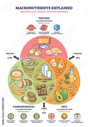 Macronutrients explained with a clear outline diagram showing protein, carbs, and fats, their sources, and key functions. Main objects, food icons, Venn diagram, nutrient labels. Outline diagram