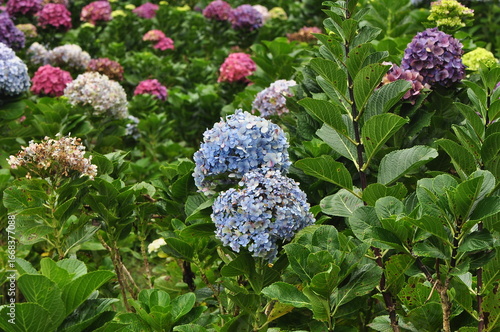 A vibrant garden scene showcasing an abundance of hydrangea flowers in various shades of purple, alongside lush green foliage. Some blooms also show hints of white and muted brown.
