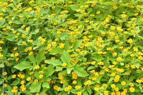 A vibrant field of butter daisies, with a bright yellow colors 