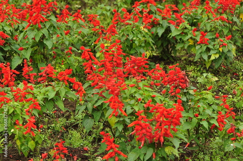 A vibrant field of bright red flowers, Salvia splendens (scarlet sage), in full bloom.