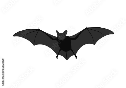 Gray bat with large wings spread viewed from front