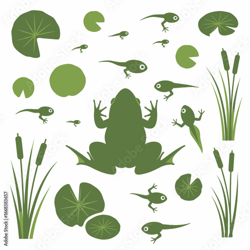 A set of vector elements of frogs, tadpoles, aquatic plants.