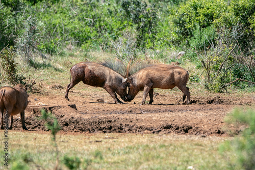 Quadro em tela Phacochères en plein combat