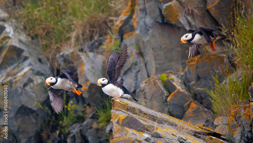Three puffins take flight at the same time off a rocky ledge in Alaska