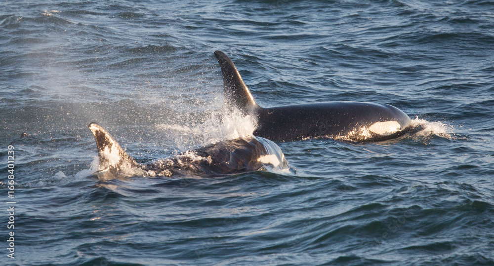 Obraz premium Orca killer whales side view as they come to the surface for a breath