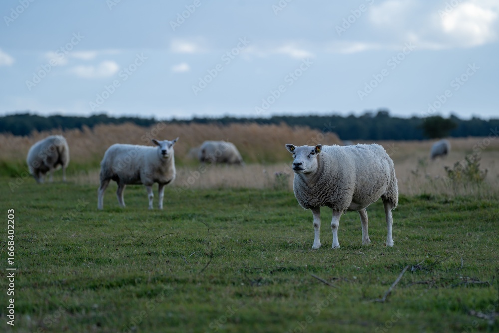 Fototapeta premium Sheep grazing in a green field under a cloudy sky.