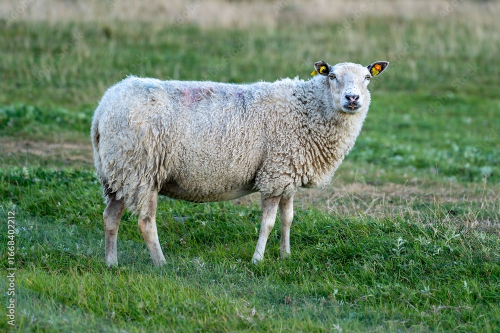 Fototapeta premium Sheep on a Green Field