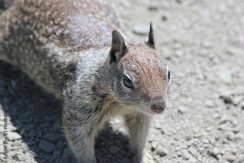 Naklejka premium squirrel on the beach