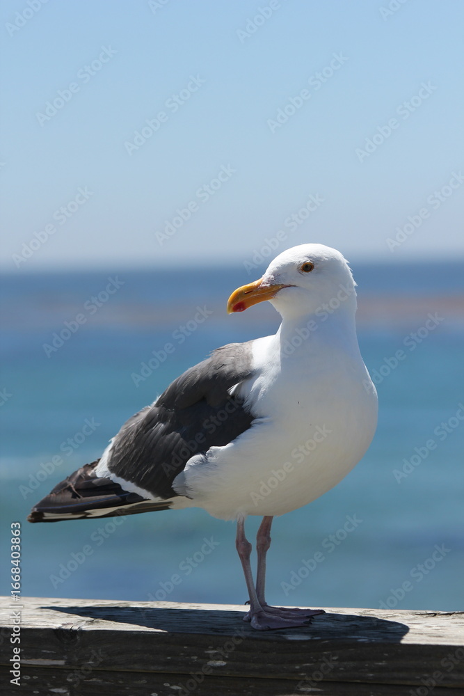 Fototapeta premium seagull on a rock