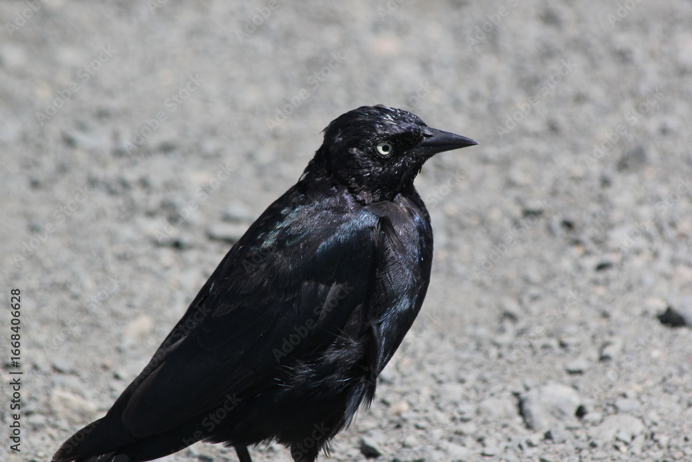 Obraz premium crow on the ground
