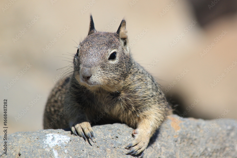 Obraz premium squirrel in the forest