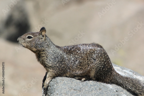 squirrel on the rock