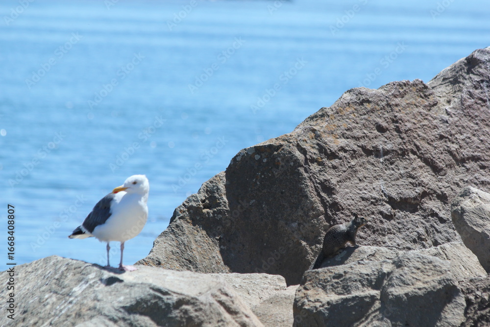 seagull on rock with squirrel seagull on rock with squirrel