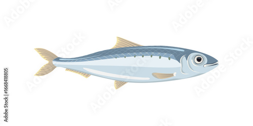 Sardine isolated on white background. Vector cartoon flat illustration. 
