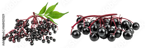 Ripe black elderberry or elder isolated on a white background. Sambucus. Top view. Flat lay