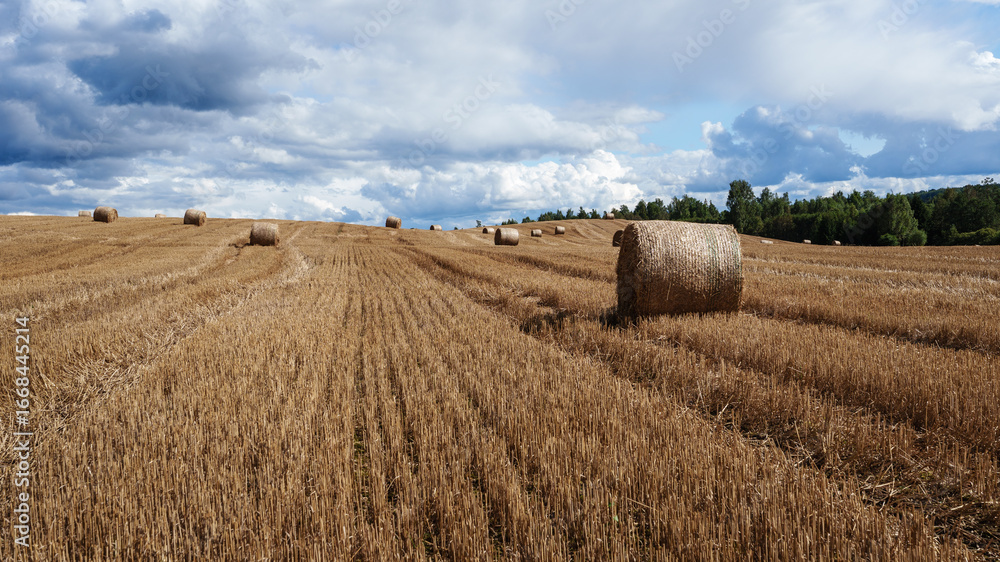 Fototapeta premium bales on the hill
