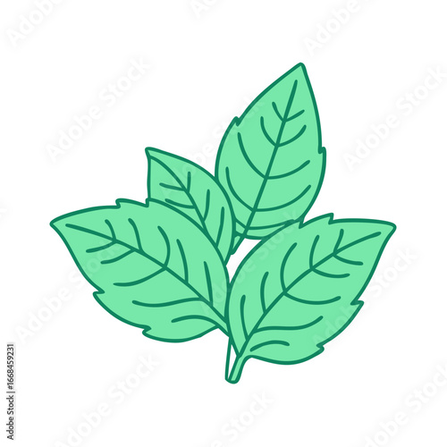 Bunch of fresh green mint leaves with detailed veins illustration vector