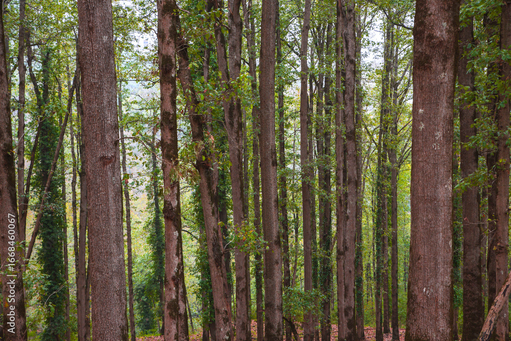 Naklejka premium Autumn forest road leaves fall in ground landscape on autumnal background in November, Atmospheric autumn forest in fog. Yellow and orange leaves on trees in morning forest, African autumn in Algeria.