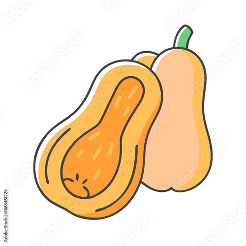 Butternut squash illustration representing autumn harvest and culinary vegetable food
