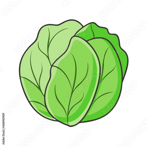 Illustration of a fresh head of cabbage with vibrant green leaves