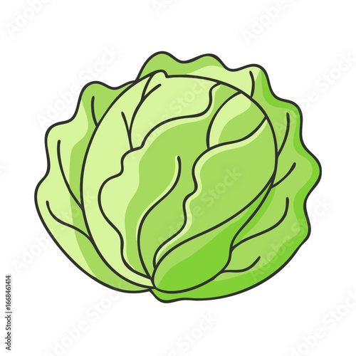 Illustration of a vibrant and healthy green cabbage head on white background