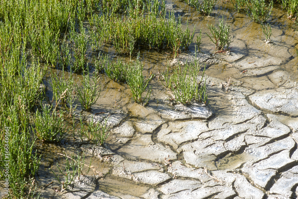 Φωτογραφία Marais salants, Salicorne, Salicornia europaea, Marais Salants de Guérande, régi