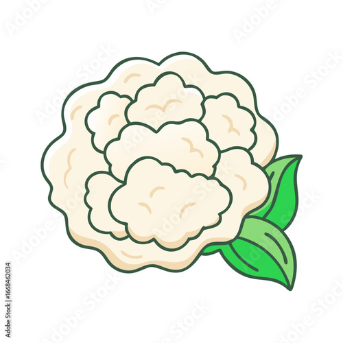 Illustration of a fresh and healthy cauliflower head with green leaves