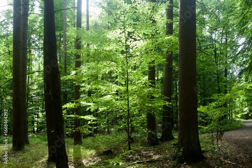 young beech tree (child)  surrounded by old beech trees (parents) 