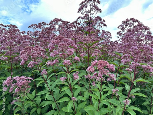 Pink or purple flowers of Eupatorium cannabinum. Eutrochium maculatum. Tall plants