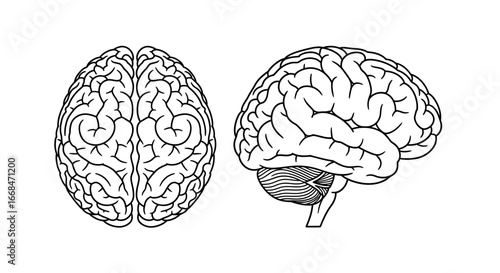 Superior and lateral views of a human brain, showcasing its intricate surface anatomy.